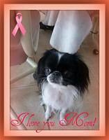 japanesechin horn