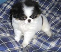 japanesechin melendez