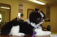 japanesechin mulder