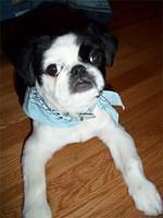 japanesechin stephenson