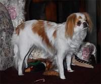 japanesechin violin