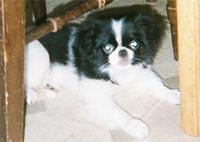 japanesechin wallace