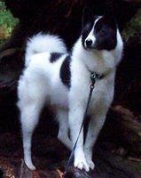 karelianbeardogs