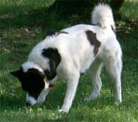 karelianbeardog grove