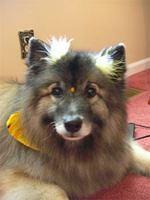 keeshond magana