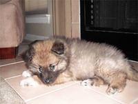 keeshond rae