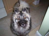 keeshond rioseco2