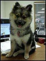keeshond wildfong