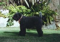kerryblueterriers