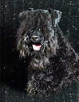 kerryblueterrier soriano
