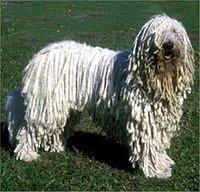 komondor lamprey