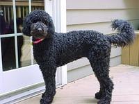 labradoodles