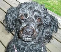 labradoodle kinnee