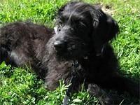 labradoodle laudermilch
