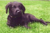labradoodle me