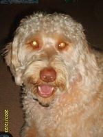labradoodle polky