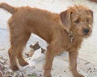 labradoodle wilson