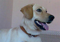 labradorretriever ann