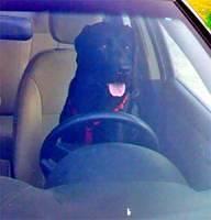 labradorretriever askar