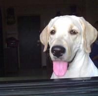labradorretriever dsouza
