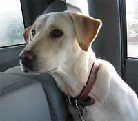 labradorretriever gopi