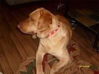 labradorretriever hardin2