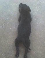 labradorretriever himanshu