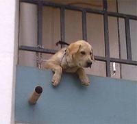 labradorretriever kabadi