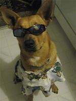 labradorretriever kaska