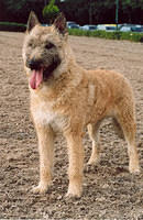 laekenois lang