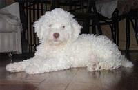 lagottoromagnolo knez