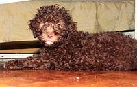 lagottoromagnolo knez2