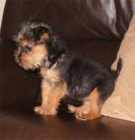 lakelandterriers