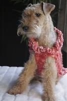 lakelandterrier greb