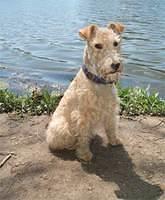 lakelandterrier ross