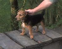 lakelandterrier round