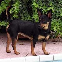lancashireheelers