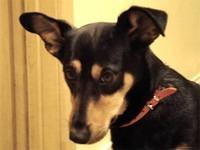 lancashireheeler kanski