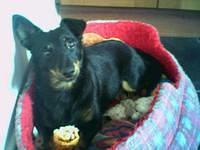 lancashireheeler roberts