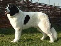 landseer chovanec