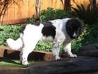 landseer cirivello