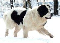 landseer k1