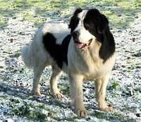 landseer ritak
