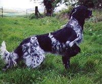 largemunsterlander cobbledick3