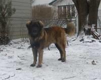 leonberger avila