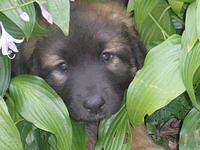 leonberger avila2