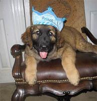 leonberger avila3