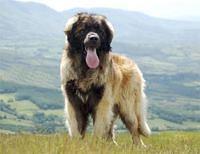 leonberger moore