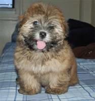 lhasaapso chapman