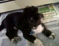 lhasaapso dondiva